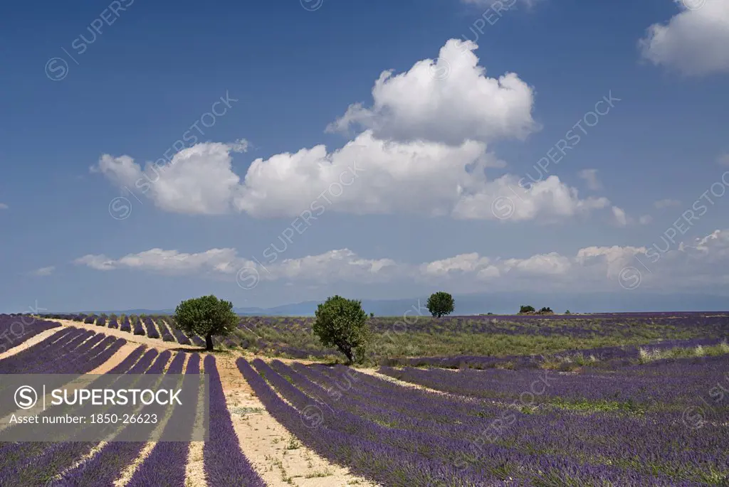 France, Provence Cote DAzur, Alpes De Haute Provence, Sweeping Vista Of Lavender Field With Distant Trees Under Expanse Of Blue Sky With White Clouds.  In Major Lavender Growing Area Near Town Of  Valensole.
