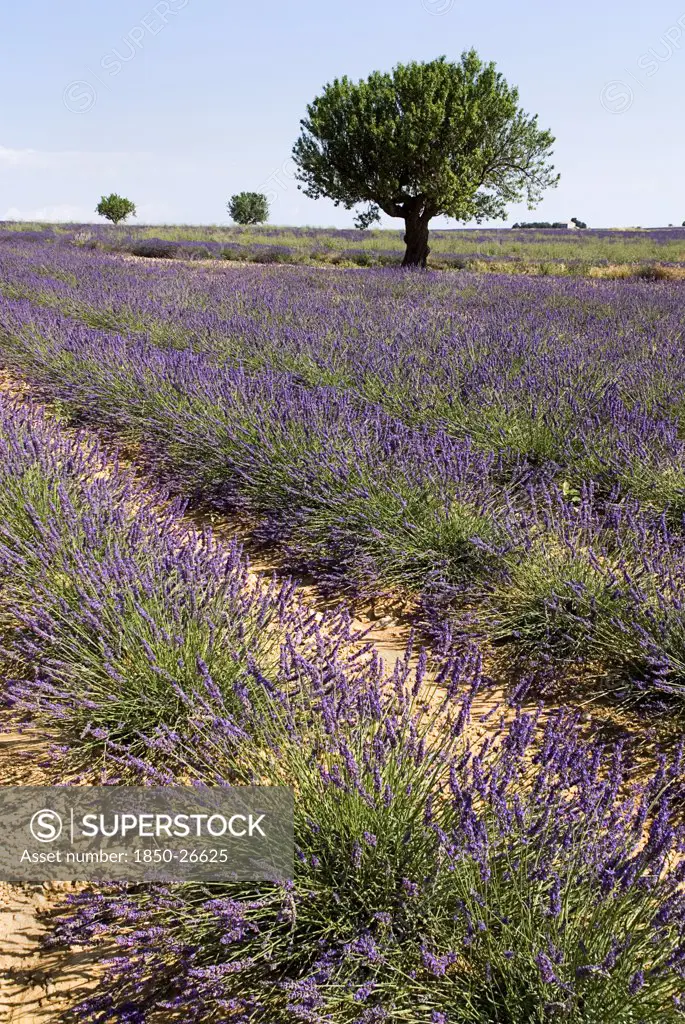 France, Provence Cote DAzur, Alpes De Haute Provence, Sweeping Vista Of Lavender Field With Trees Against Skyline In Major Growing Area Near Town Of Valensole.