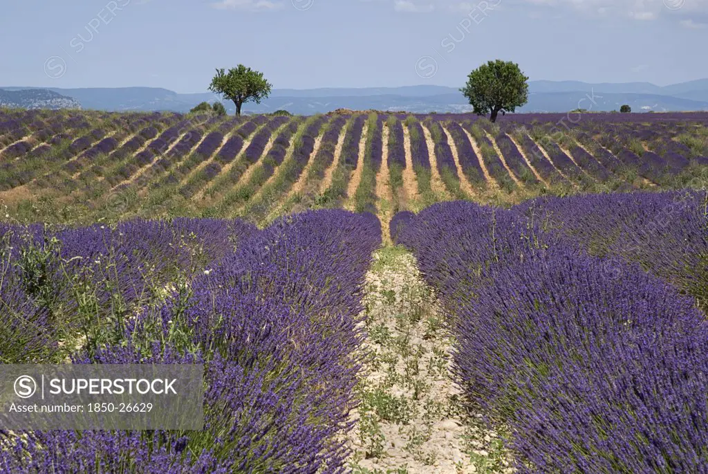 France, Provence Cote DAzur, Alpes De Haute Provence, Rows Of Lavender And Distant Pair Of Trees In Field In Major Growing Area Near Town Of Valensole.