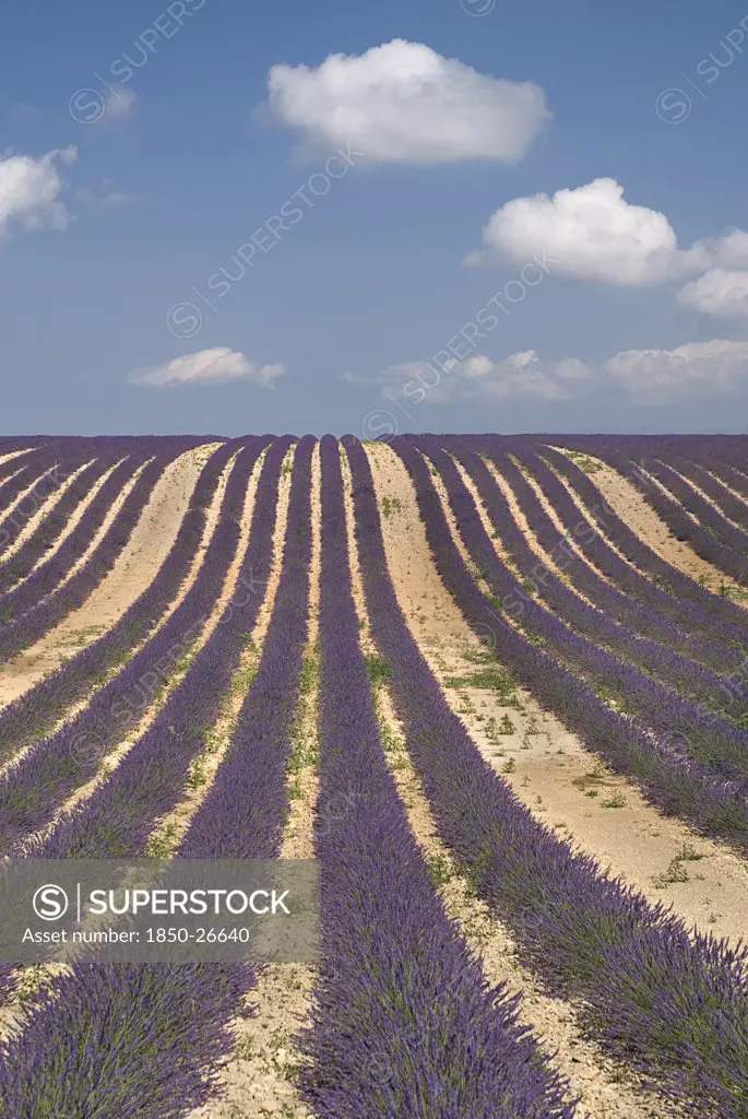 France, Provence Cote DAzur, Alpes De Haute Provence, Rows Of Lavender Following Slope Of Field To The Horizon In Major Growing Area Near Town Of Valensole With White Clouds In Blue Sky Above.