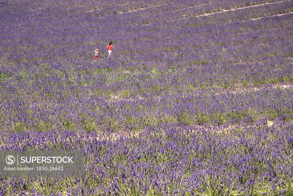 France, Provence Cote DAzur, Alpes De Haute Provence, A Woman And Child Walking Through Field Of Lavender In Major Growing Area Near Town Of Valensole.