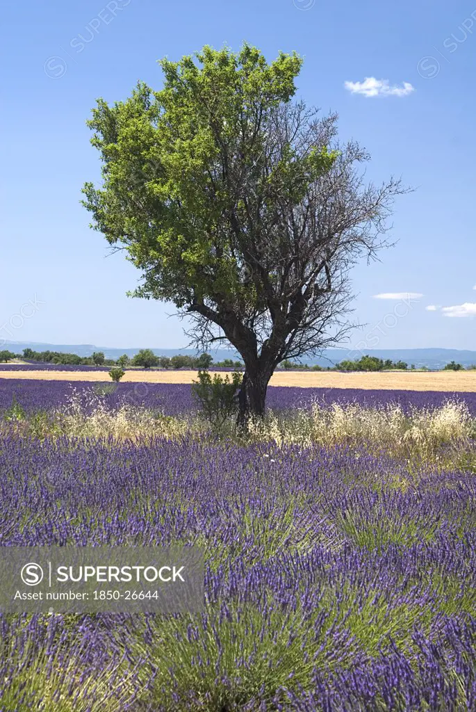 France, Provence Cote DAzur, Alpes De Haute Provence, Plateau De Valensole.  Tree Growing In Lavender Field.