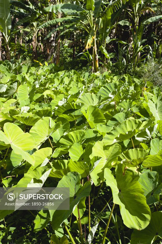West Indies, Grenada, St John, Callaloo Crop Growing Beside Banana Trees In The Countryside