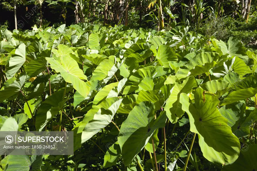 West Indies, Grenada, St John, Callaloo Crop Growing Beside Banana Trees In The Countryside