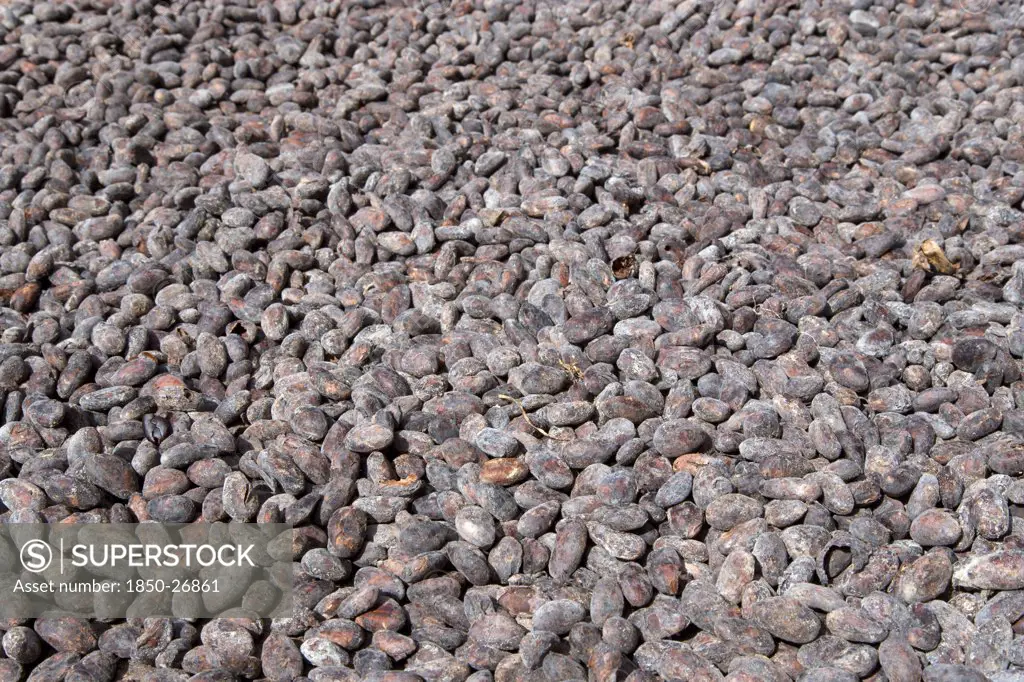 West Indies, Grenada, St John, Cocoa Beans Drying In The Sun At Douglaston Estate Plantation