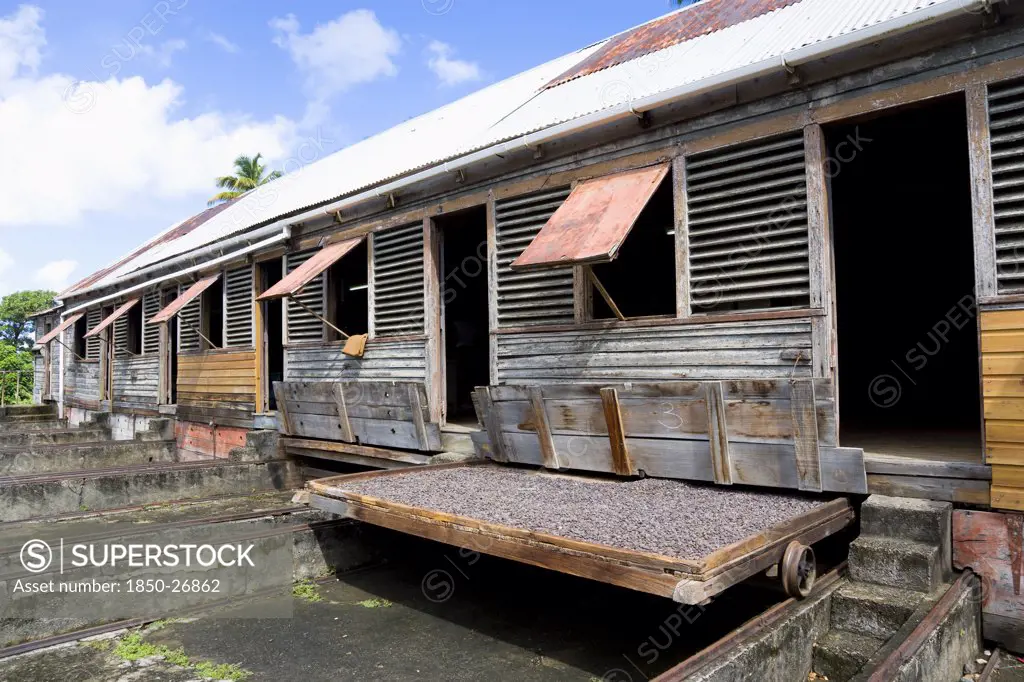 West Indies, Grenada, St John, Cocoa Beans Drying In The Sun On Retractable Racks Under The Drying Sheds At Douglaston Estate Plantation