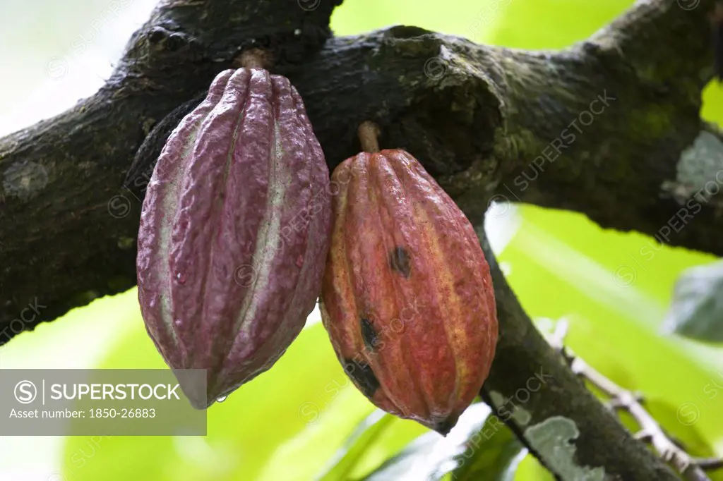 West Indies, Grenada, St John, Unripe Purple And Ripening Orange Cocoa Pods Growing From The Branch Of A Cocoa Tree