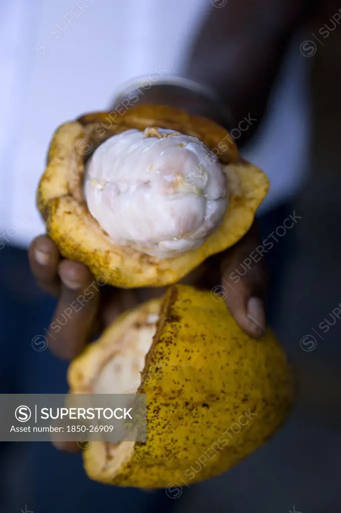 West Indies, Grenada, St Patrick, Female Worker At Belmont Estate Plantation Holding An Open Ripe Cocoa Pod Showing The Mucilaginous Pulp Containing The Undried Cocoa Beans