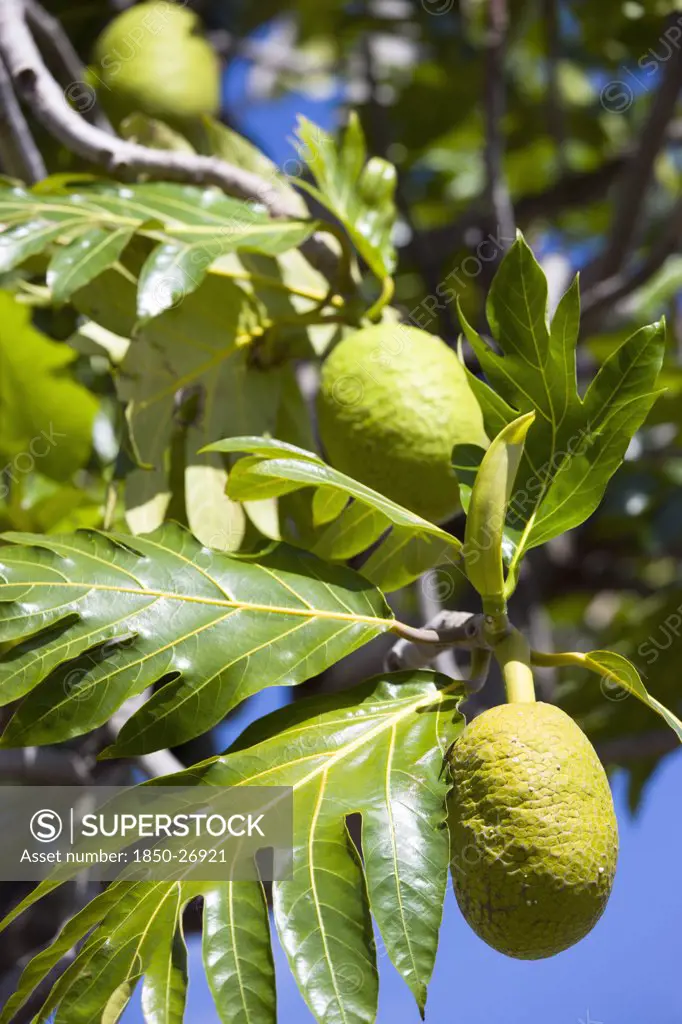 West Indies, Grenada, St George, Breadfruit Growing On A Tree