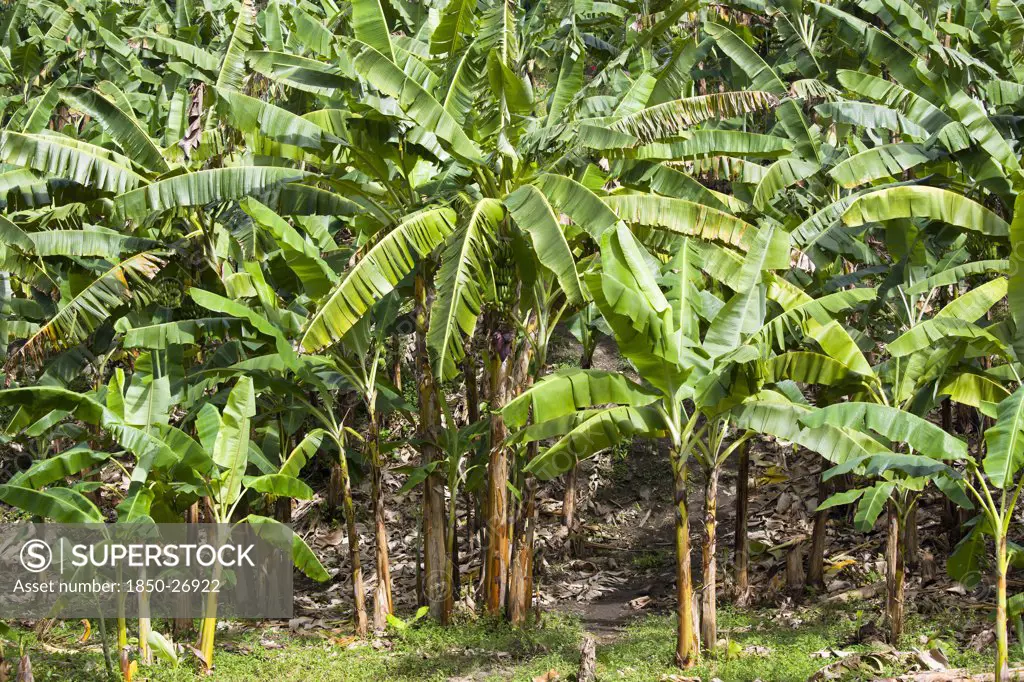 West Indies, Grenada, St John, Banana Trees Growing At The Douglaston Estate Plantation