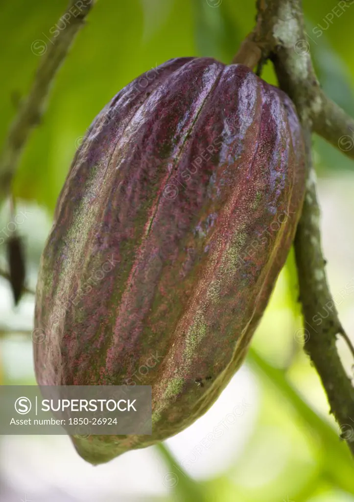 West Indies, Grenada, St John, Unripe Purple Cocoa Pod Growing From The Branch Of A Cocoa Tree