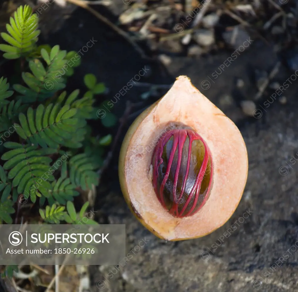 West Indies, Grenada, St George, Nutmeg Fruit Showing Red Mace Around The Nutmeg Nut