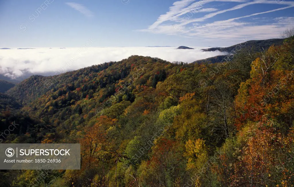 Usa, North Carolina, Smoky Mountain , Great Smoky Mountain National Park. View Across Tree Tops In Autumn Colours.