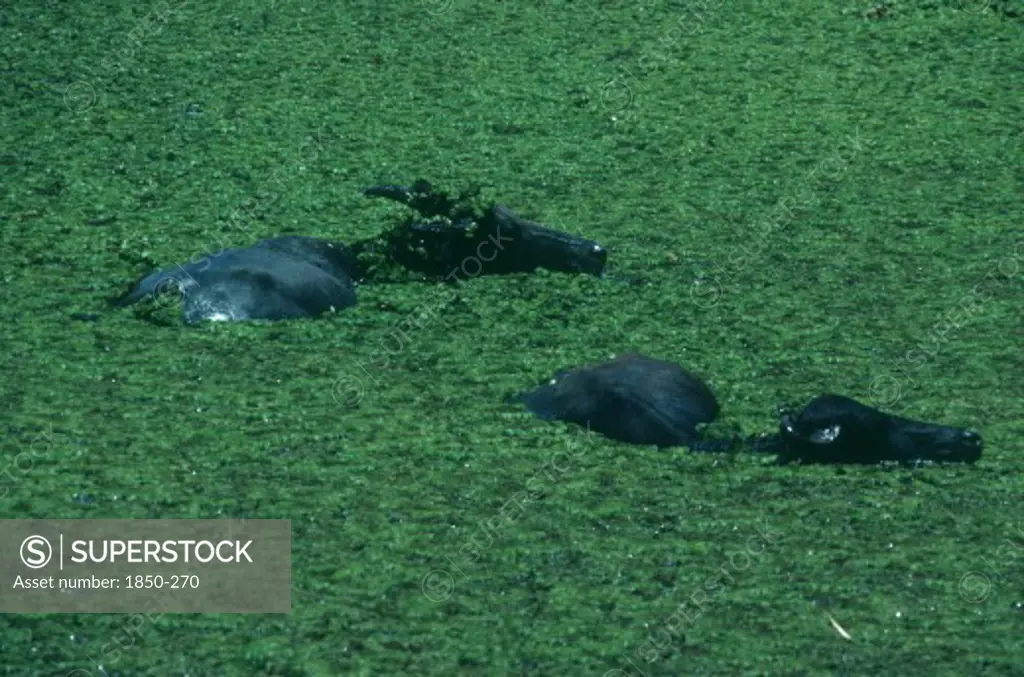 Sri Lanka, Yala National Park, Two Wild Water Buffaloes Submerged In Water With A Covering Of Green Water Plants
