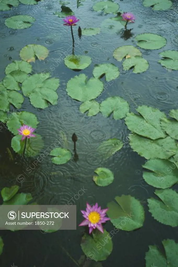 Sri Lanka, General, Ratnapura, Water Lilly Lotus Flowers In Pond In The Rain