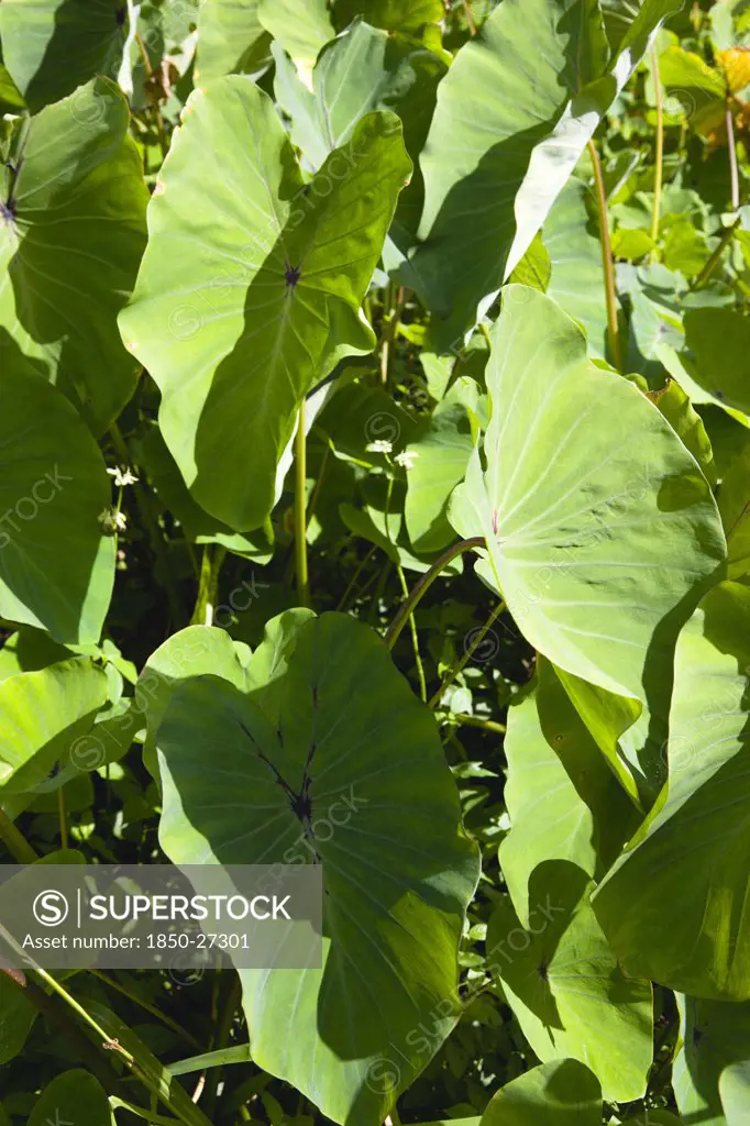 West Indies, Grenada, St John, Callaloo Crop Detail Of Leaves.