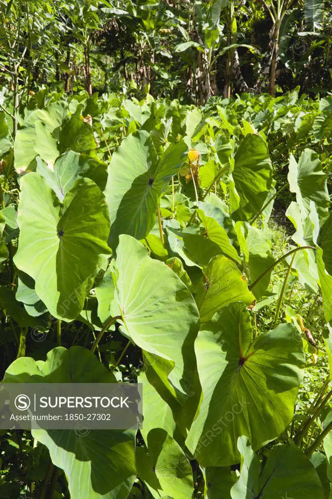 West Indies, Grenada, St John, Callaloo Crop Growing Beside A Banana Plantation.