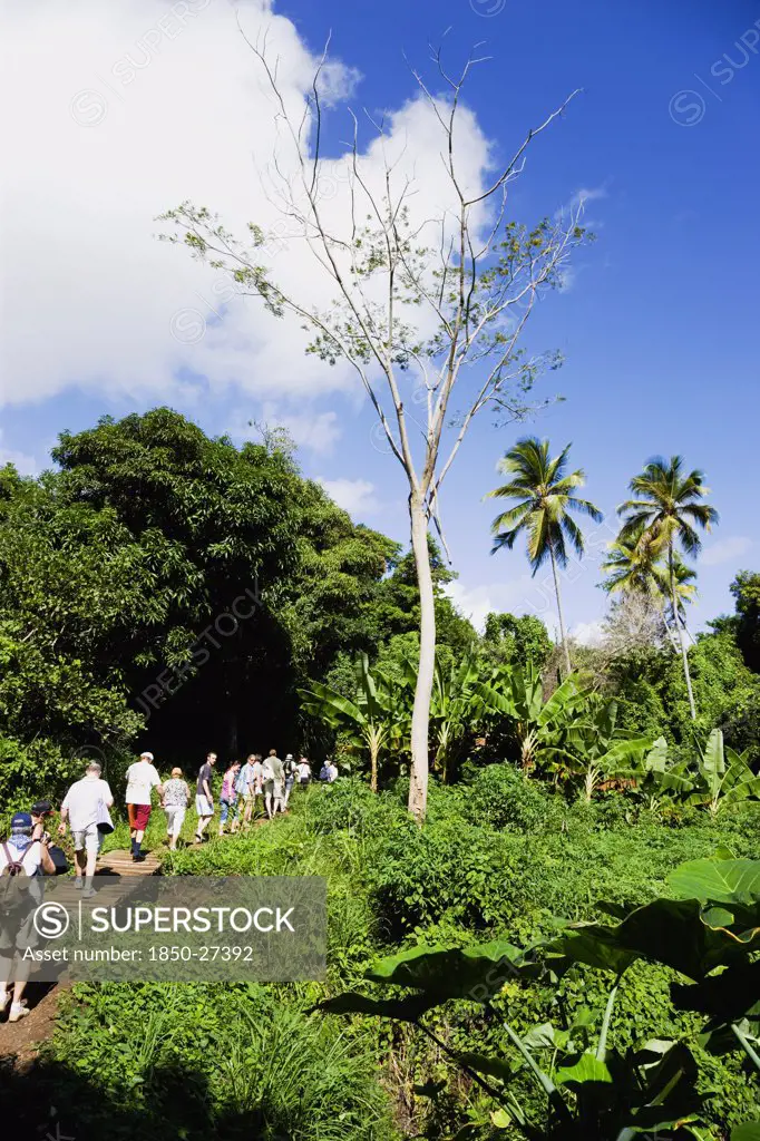 West Indies, Grenada, St Andrew, Cruise Ship Tourists Trekking Through The Jungle Interior Towards Royal Mount Carmel Waterfall.