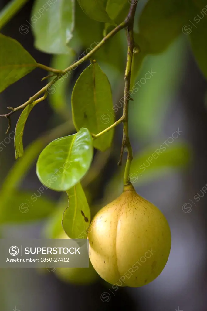 West Indies, Grenada, St John, Almost Ripe Nutmeg Fruit Growing On A Tree.