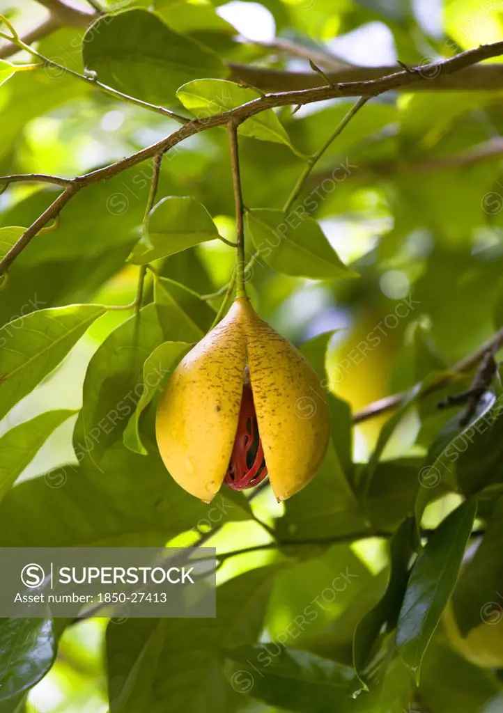 West Indies, Grenada, St John, Ripe Open And Ready To Harvest Nutmeg Fruit Growing On A Tree Showing The Nutmeg Inside Coverred With Red Mace.