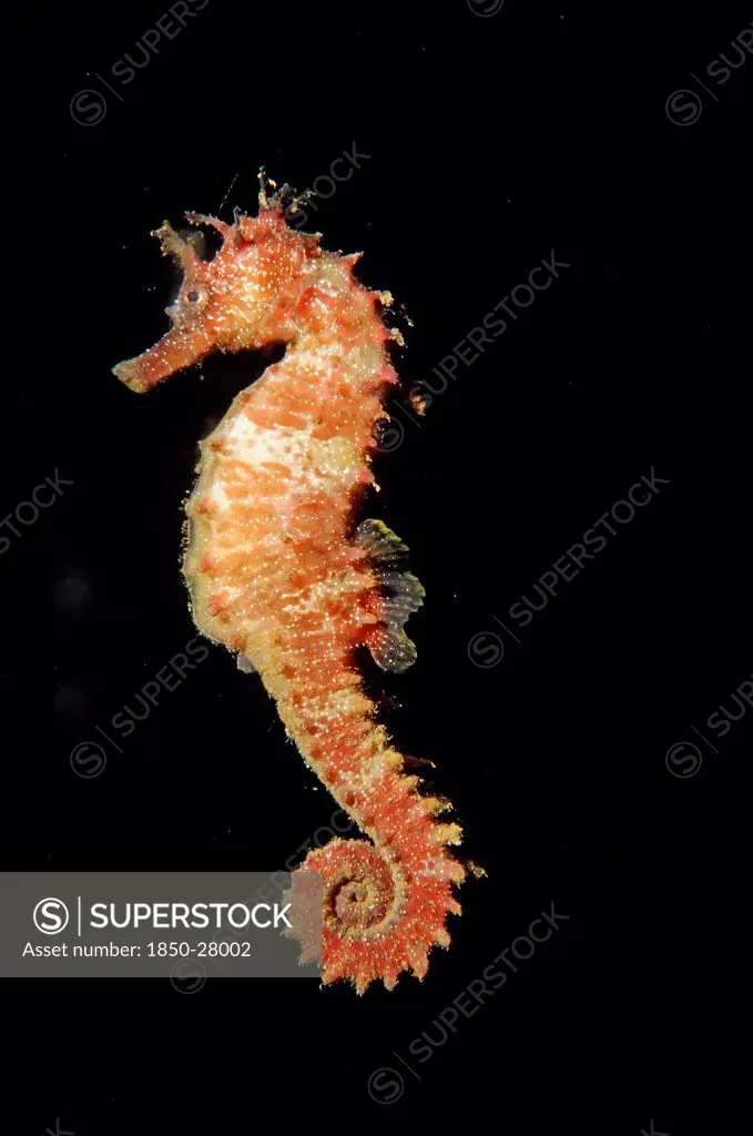 Spain, Balearic Islands, Mallorca, 'Speckled Seahorse Also Known As The Long-Snouted Seahorse Or Hairy Seahorse, Hippocampus Guttulatus.  Side View Facing Left Against Black Background.'
