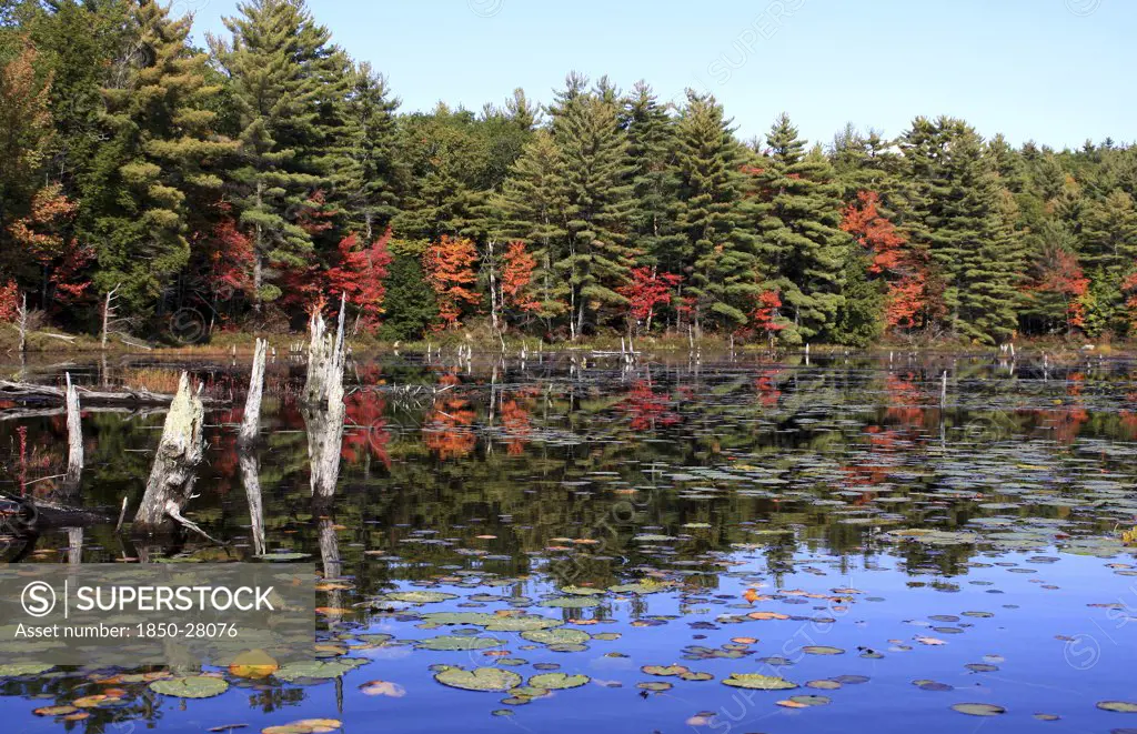 Usa, New Hampshire, 'Marlborough,', Autumn Foliage On Meetinghouse Pond.