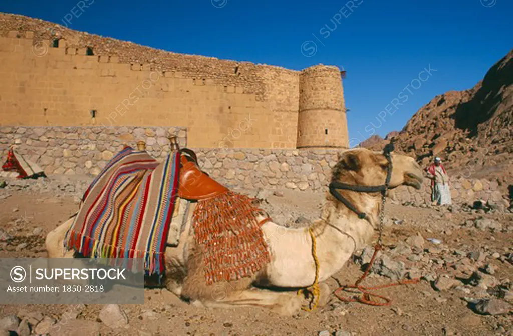 Egypt, Sinai, St CatherineS Monastery, Camel Lying Down Outside The Walls Of The Monastery