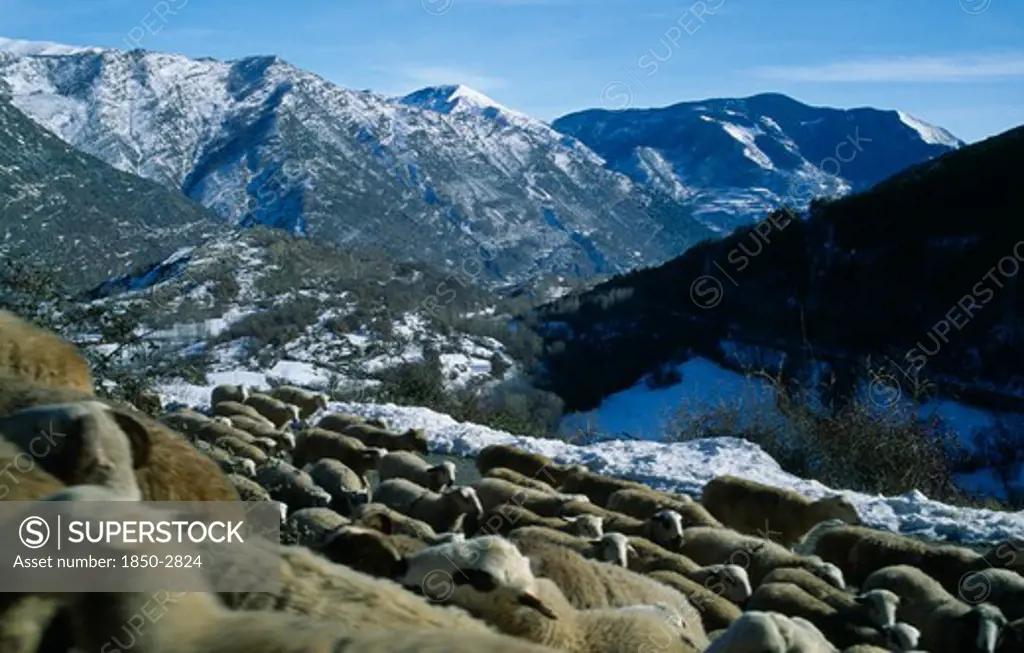 Spain, Pyrenees, Catalonia, Sheep On High Mountain Pasture.  Flock In Foreground With Snow Covered Peaks Beyond.