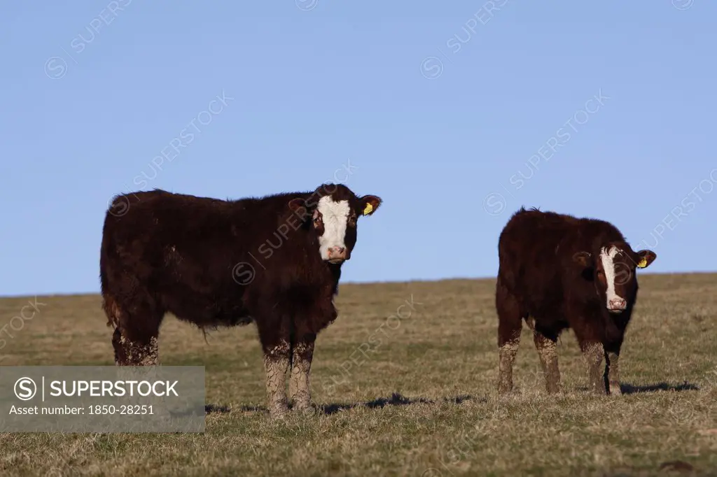 Agriculture, Farming, Animals, 'England, East Sussex, South Downs, Cattle, Cows Grazing In The Fields.'