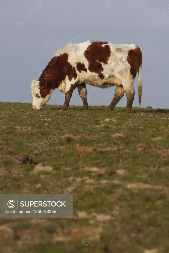 Agriculture, Farming, Animals, 'England, East Sussex, South Downs, Cattle, Cow Grazing In The Fields.'