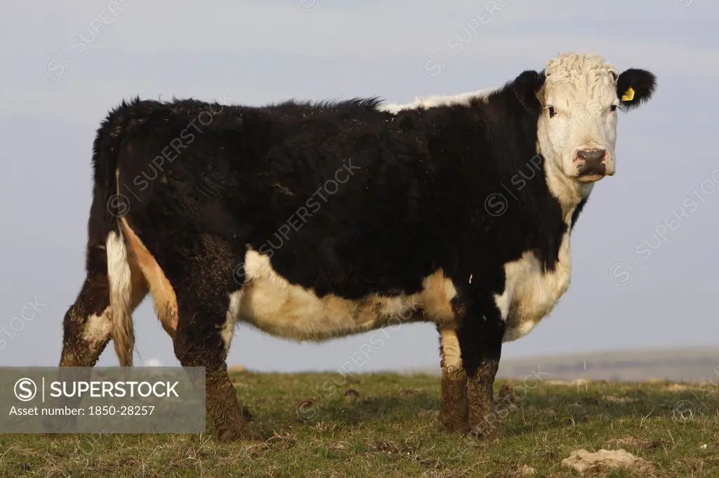 Agriculture, Farming, Animals, 'England, East Sussex, South Downs, Cattle, Cow Grazing In The Fields.'