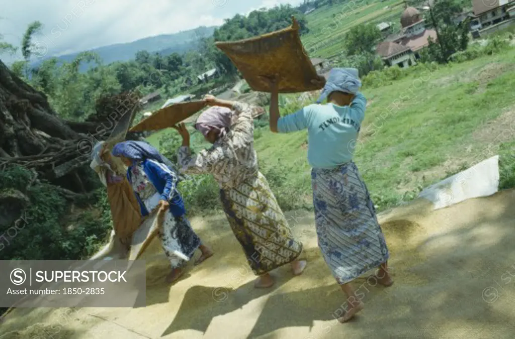 Indonesia, Sumatra, Lake Toba, Four Women Sifting Rice In Field Above Village Near Bukit