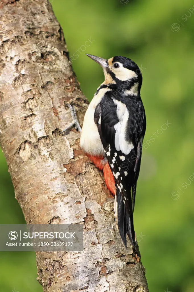 Animals, Birds, Great Spotted Woodpecker, Dendrocopos Major, Female perched on side of tree trunk, Wales.