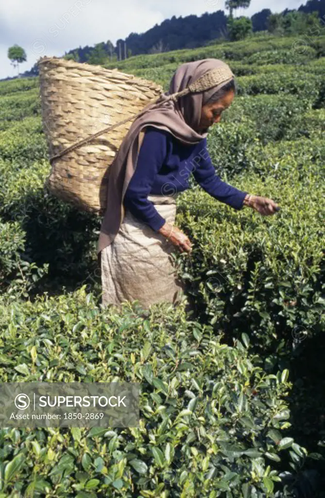 India, West Bengal, Darjeeling , Female Tea Picker Carrying Basket On Her Back Supported By Strap Around Forehead.