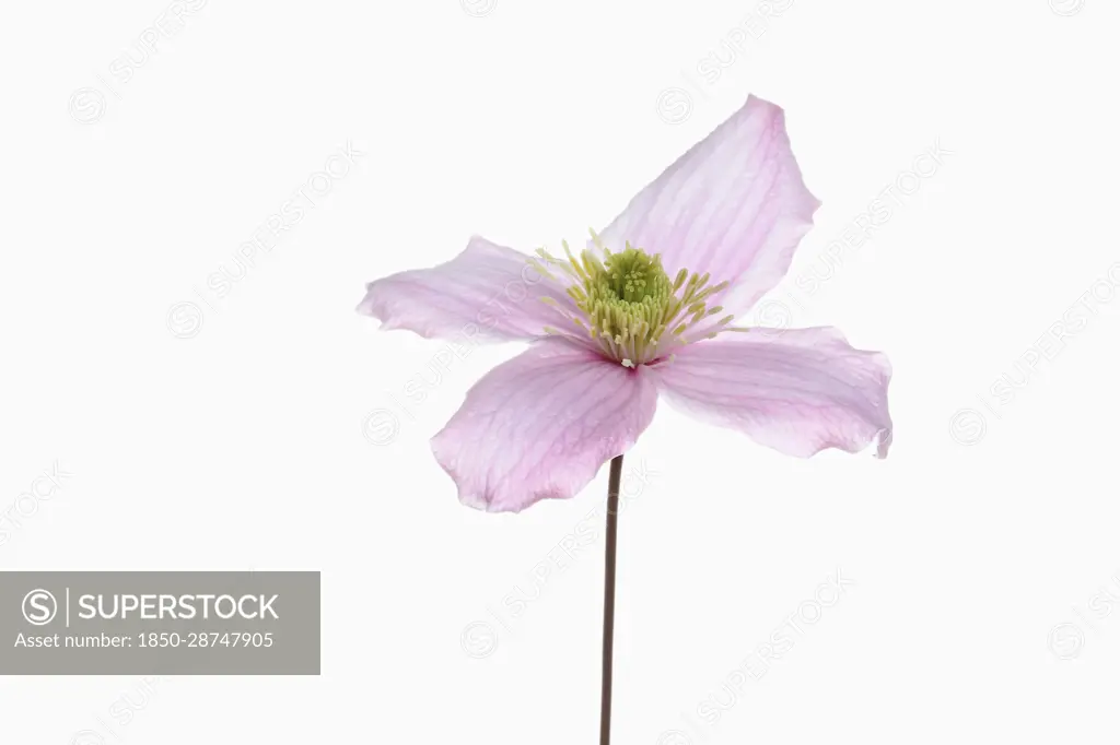 Clematis, Clematis Montana Wilsonii, Studio shot of single pink flower showing stamen.