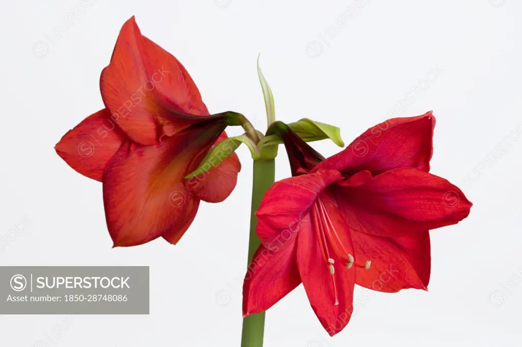 Amaryllis, Hippeastrum 'Red Lion', Two red flowers on a long stem against a white background.