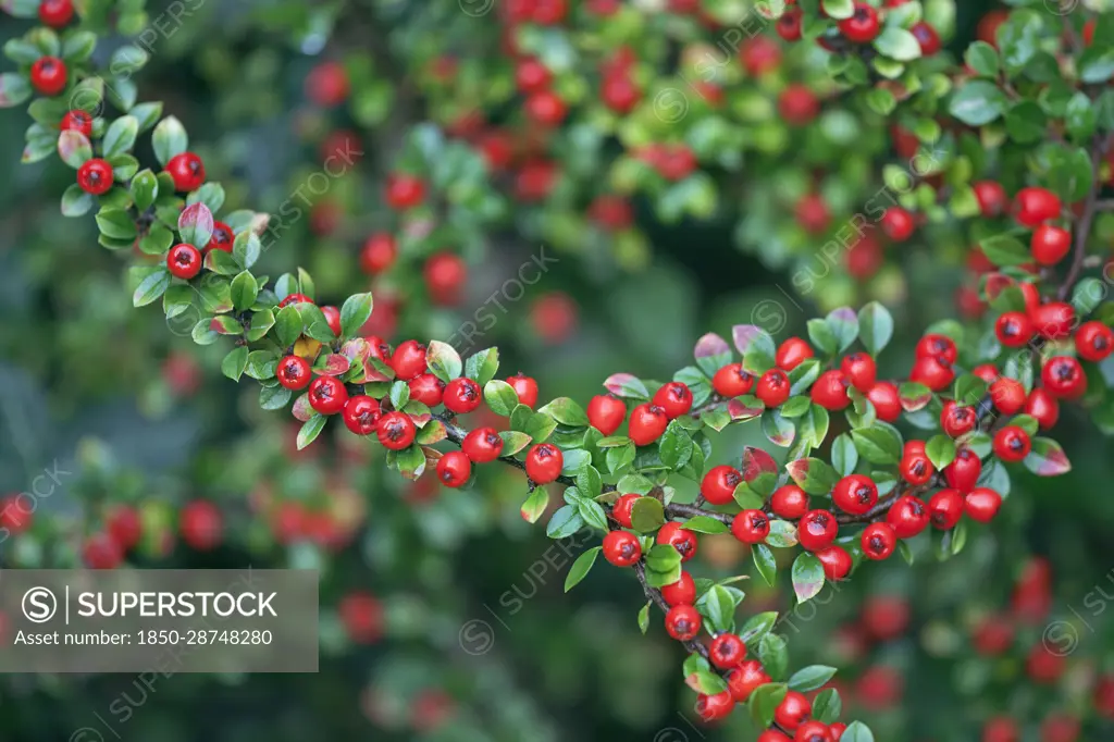 Cotoneaster, Cotoneaster x suecicus 'Coral Beauty', Front view of twig closely packed with lots of small green leaves and red berries, Rest of shrub behind in soft focus.
