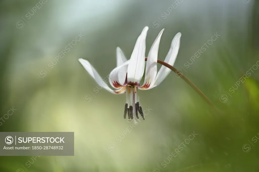 Dog's tooth violet, Erythronium dens-canis 'Snow Flake', Delicate white coloured flower growing outdoor.-