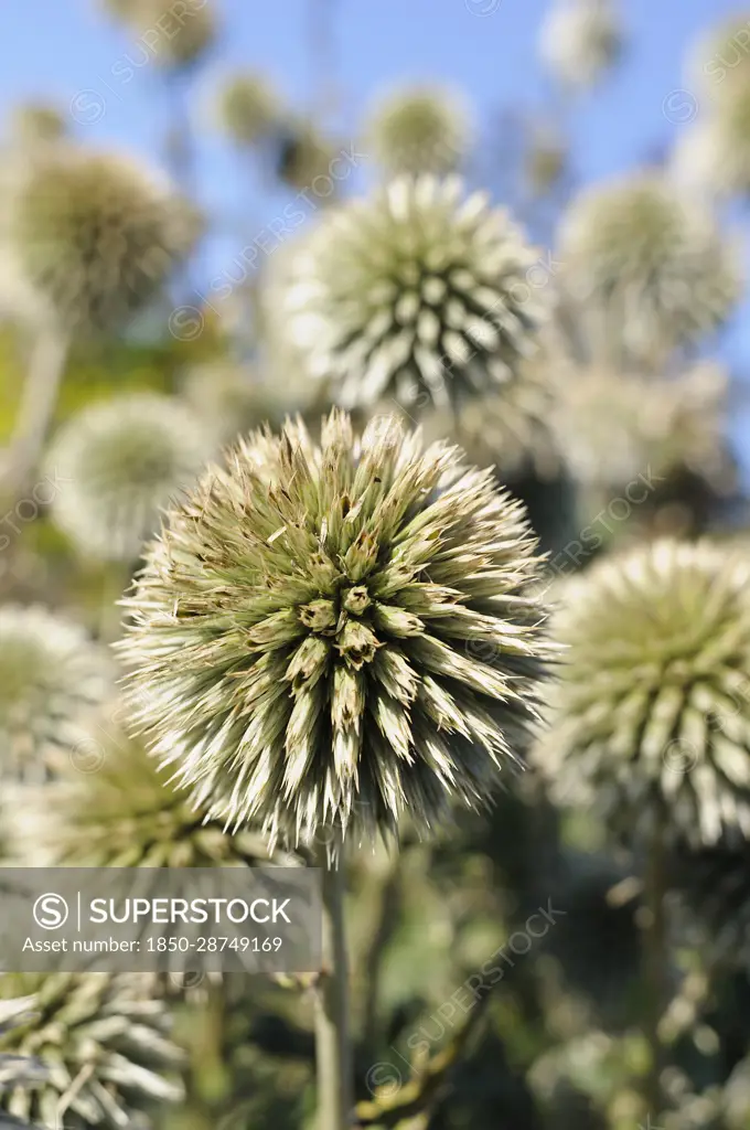 White Globe Thistle, Echinops bannaticus 'Star Frost' Close up showing the spiky texture.