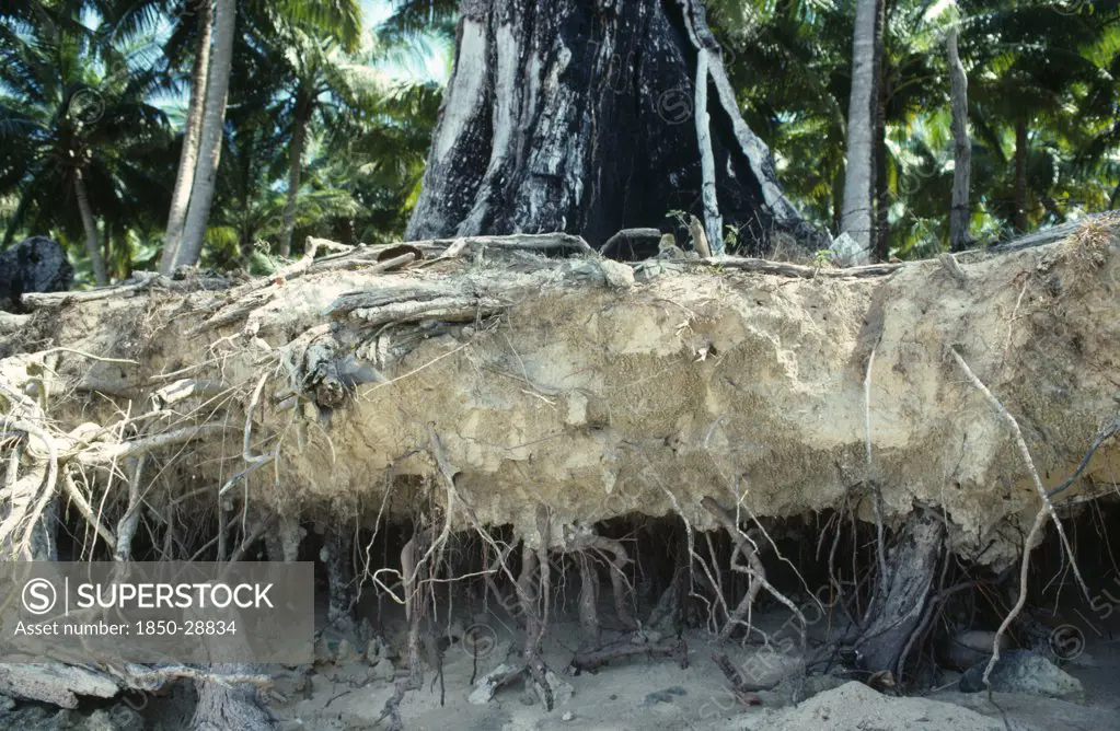 India, Environment, Erosion, Tree Roots Exposed By Severe Soil Erosion.