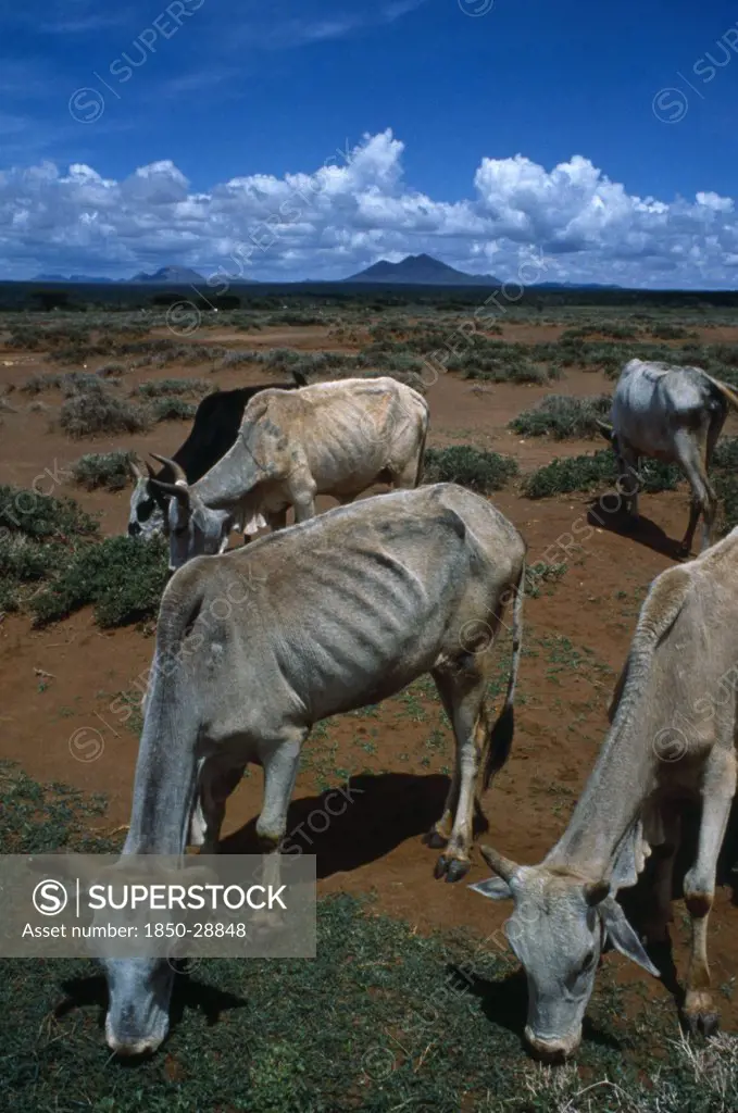 Kenya, Environment, Drought, Samburu Cattle Weakend By Protracted Drought And Susceptable To Death From Pneumonia When The Rain Arrives.