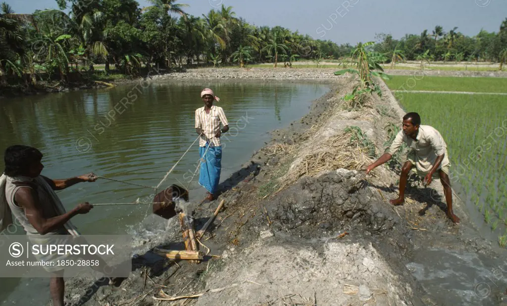 India, West Bengal, Agriculture, Irrigating Rice Paddies.