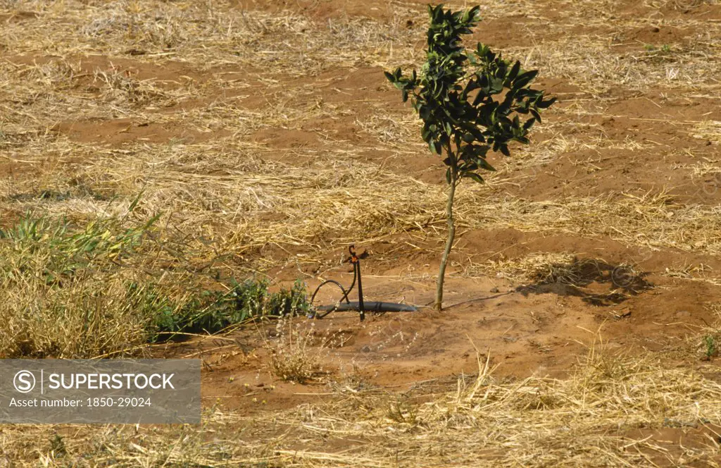 Botswana, Agriculture, Citrus Tree With Individual Drip Irrigation.