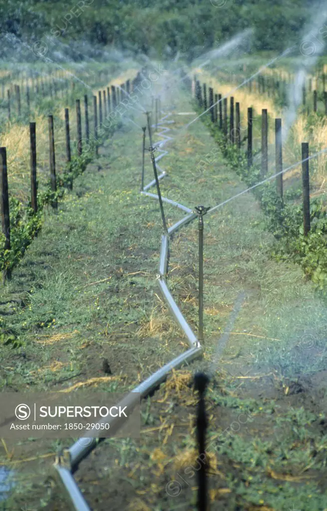 South Africa, Western Cape, Paarl, Irrigation System On Vineyard Running The Length Of Growing Vines.