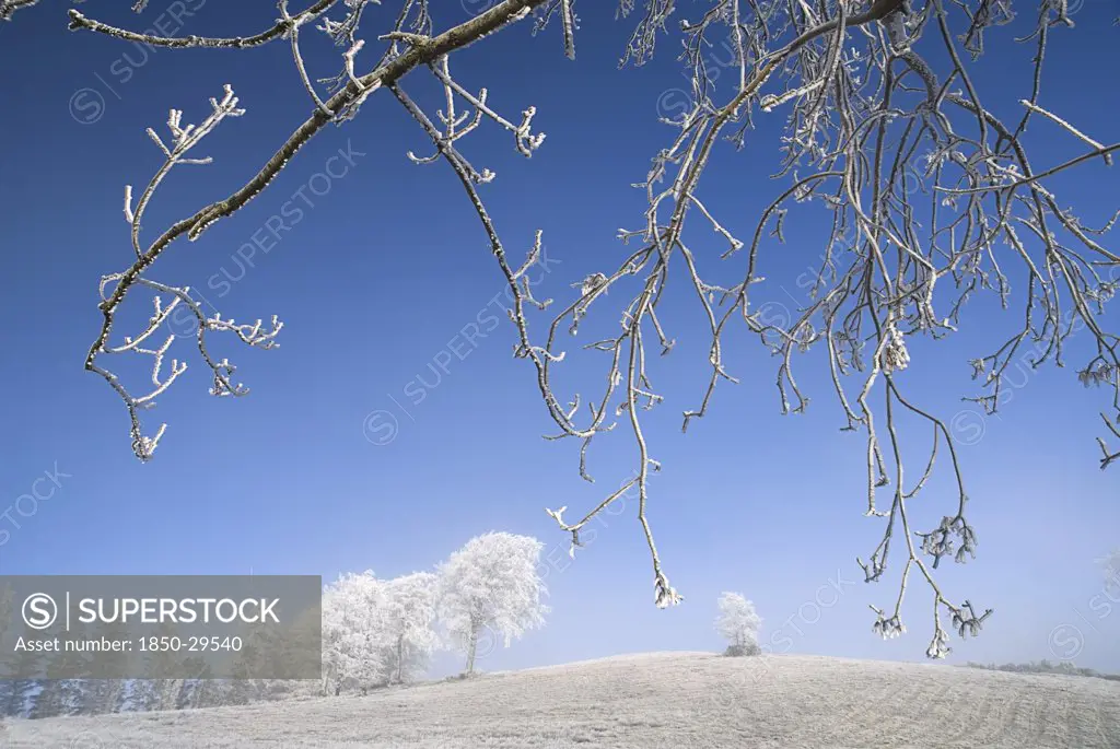Ireland, County Monaghan, Tullyard, Trees Covered In Hoar Frost On Outskirts Of Monaghan Town