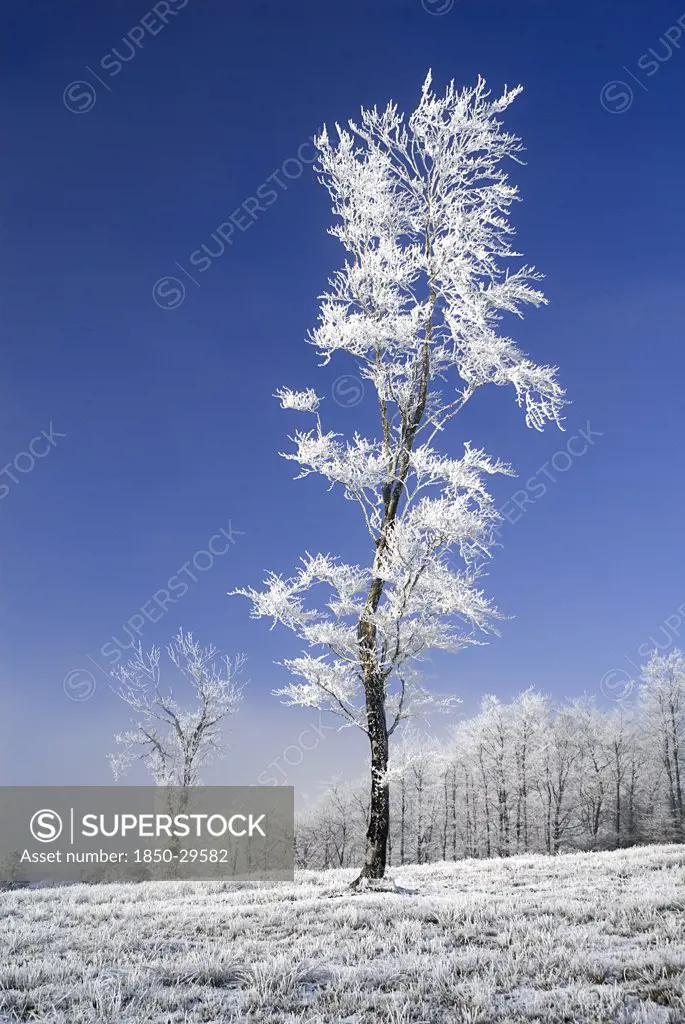 Ireland, County Monaghan, Tullyard, Trees Covered In Hoar Frost On Outskirts Of Monaghan Town