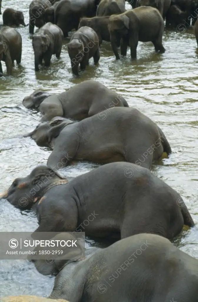 Wildlife, Big Game , Elephants, Indian Elephants At Sanctuary Orphanage Bathing In Maha Oya River At Pinawella Near Kandy Sri Lanka