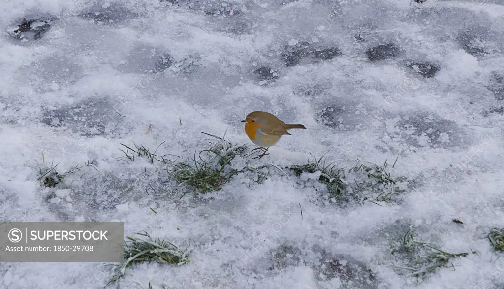 Ireland, County Roscommon, Boyle, Lough Key Forest Park  Robin In The Snow