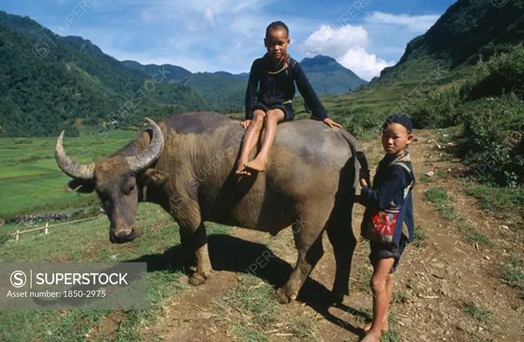 Vietnam, North, Tribal People, Muong Children With Waterbuffalo.