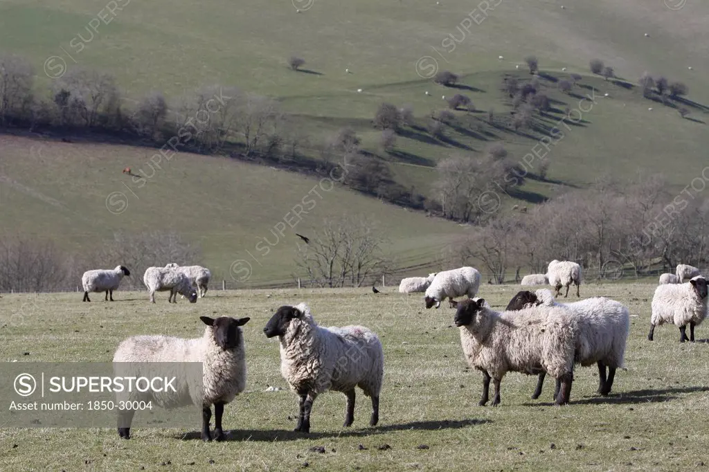 Agriculture, Farming, Animals, Sheep Grazing On The South Downs Near Ditchling  East Sussex  England.